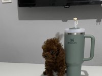 Teacup Poodle Kore