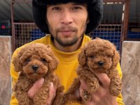 Sevgi dolu ailelerimiz için poodle bebekler