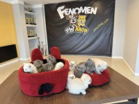 TOP KAFA SCOTTISH FOLD YAVRULAR MAĞAZAMIZDA GÖRÜN