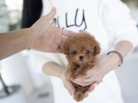 KOREAN TOY POODLE YAVRULARIM