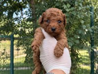 Redbrown Toypoodle Bebekler