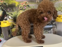 Çok Tatlı 11 Aylık 1.700 Gr Teacup Poodle