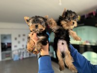Wc eğitimli aşılı pasaportlu tea cup yorkshire terrier
