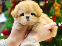 Kore Poodle Kızımın Bebekleri