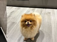 Yakışıklı pomeranian oğlum yeni ailesini arıyor