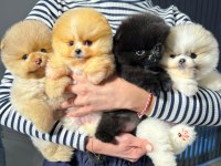 Teddy Bear / Teacup Pomeranian Bebekler