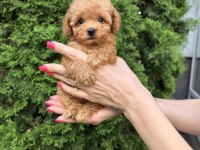 Maltipoo yavrularımız