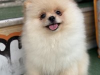 AYI SURAT TEACUP POMERANİAN YAVRULARIMIZ