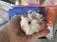 Guinea pigler