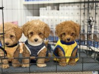 Minik suratlı toy poodle bebeklerimiz
