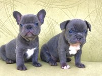 Blue renkli maviş gözlü tuvalet eğitimli french bulldoglar