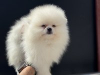 Petmode köpek çiftliğinden tea cup pomeranian