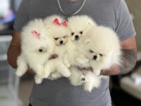 Pomeranian AYICIKLAR 2 dişi ve 2 erkek