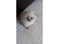 Koca kafa aşılı belgeli scottish fold yavrularım