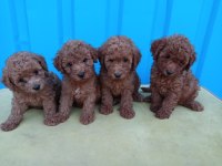 Anne altından orjinal poodle bebekler