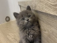 GRİ BRITISH LONGHAIR YAVRULARIM