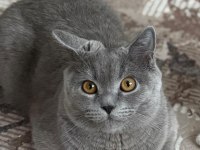 Sevimli ufaklık kedimiz Babi yeni yuvasını arıyor