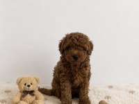 Red Brown Toy Poodle Miniğimiz