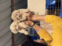 Maltipoo yavrularımız