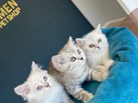ORJİNAL IRK YAVRU KEDİLER MAGAZAMIZDA CANLI GÖRÜN ANK