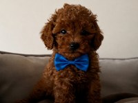 800 GR TOY POODLE