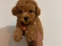 TOY POODLE BEBEKLER