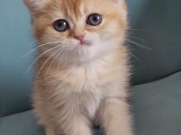 Golden british shorthair yavrular
