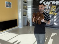 shoooowwww kalite toy poodle yavrular ankara mağazamızda
