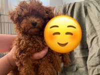 KORE POODLE TEACUP