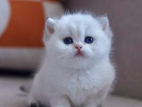Muhteşem güzelliğiyle silver british shorthair