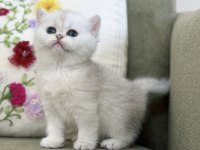 Nadir Renk Silver Ns11 British Shorthair