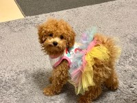 Toy poodle kızımız coffee