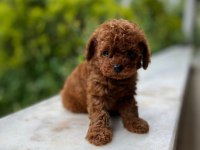 Ankarada tek tea cup kore poodle yavrularımız