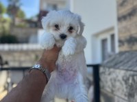 Orjinal maltese yavruları