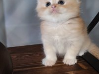 Show Kalite ny12 British Longhair