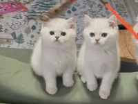 SAFKAN GOLDEN BRİTİSH SHORTHAİR YAVRULAR