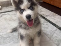 SİBİRYANIN EN GÖZDESİ KÖPEĞİMİZ (SARIŞINLAR DAHİL)