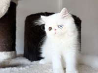 Erkek odd eyes kedimiz bilgi için arayın