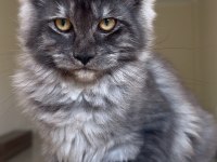 Her ile bizzat teslim XXL 3 aylık maine coon yavruları