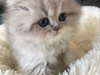 BRİTİSH LONGHAİR GRİ RENK YENİ SÜTTEN KESİLME