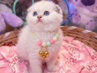 GOLDEN NY12 TOP KAFA SAFKAN BRİTİSH SHORTHAİR