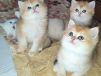 En güzel golden british shorthair ve longhair bebekler