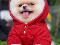 POMERANİAN BOO KARDEŞLER