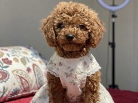 4 AYLIK DİŞİ RED BROWN TOY POODLE