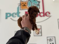 4 aylık micro tea cup kore poodle 500 gr