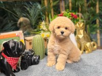 Tuvalet Eğitimli Apricot Toy Poodle