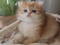 Son british longhair golden erkek yavrum