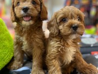 EMSALSİZ BİBLO GÜZELLİĞİNDE TEACUP MALTİPO BEBEKLER
