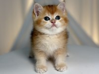 Show Class Golden British Shorthair Prenses