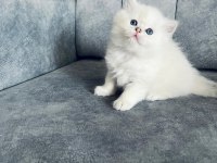 2 AYLIK UZUN TÜYLÜ SCOTTİSH STRAİGHT